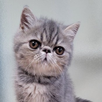 chaton Exotic Shorthair blue blotched tabby Uda Chatterie Katzarolli