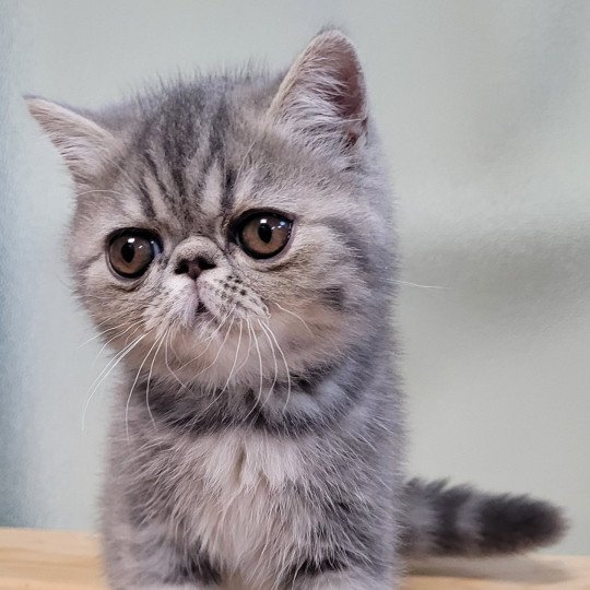 Uda Femelle Exotic Shorthair