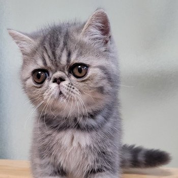 chaton Exotic Shorthair blue blotched tabby Uda Chatterie Katzarolli