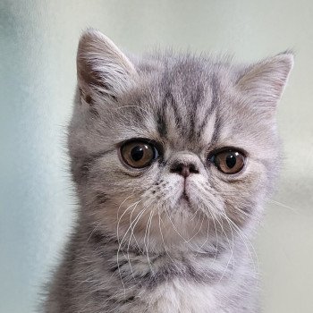 chaton Exotic Shorthair blue blotched tabby Uda Chatterie Katzarolli