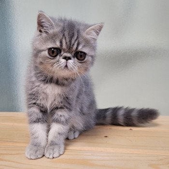 chaton Exotic Shorthair blue blotched tabby Uda Chatterie Katzarolli