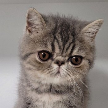 chaton Exotic Shorthair blue blotched tabby Uda Chatterie Katzarolli