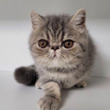 chaton Exotic Shorthair blue blotched tabby Uda Chatterie Katzarolli