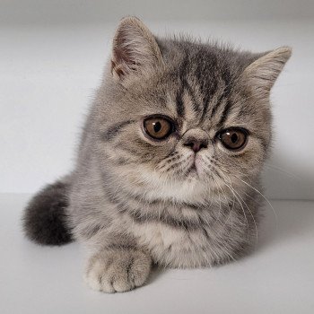 chaton Exotic Shorthair blue blotched tabby Uda Chatterie Katzarolli