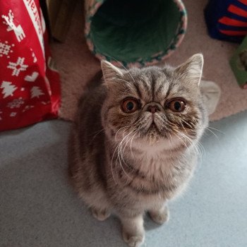 chaton Exotic Shorthair blue blotched tabby Uda Chatterie Katzarolli