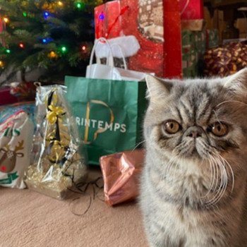 chaton Exotic Shorthair blue blotched tabby Uda Chatterie Katzarolli