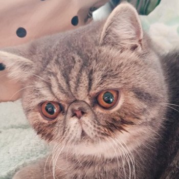 chaton Exotic Shorthair blue blotched tabby Uda Chatterie Katzarolli