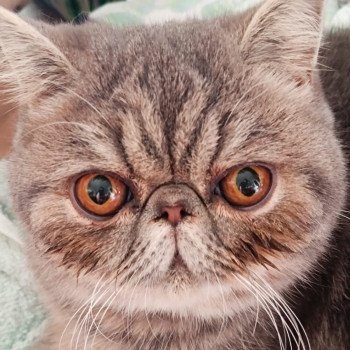 chaton Exotic Shorthair blue blotched tabby Uda Chatterie Katzarolli