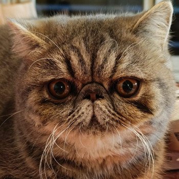 chaton Exotic Shorthair blue blotched tabby Uda Chatterie Katzarolli