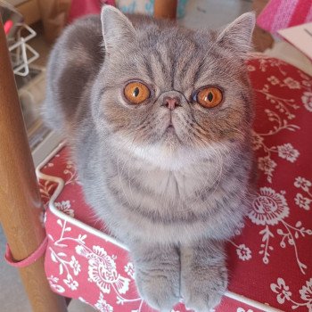 chaton Exotic Shorthair blue blotched tabby Uda Chatterie Katzarolli