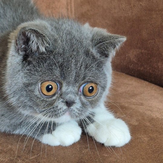 Zélya Femelle Exotic Shorthair