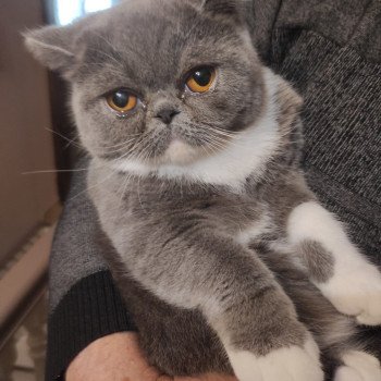 chaton Exotic Shorthair blue blotched tabby bicolor Zélya Chatterie Katzarolli chaton Exotic Shorthair blue blotched tabby bicolor Zélya Chatterie Katzarolli