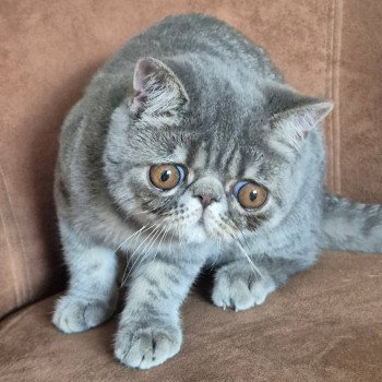 chaton Exotic Shorthair blue spotted tabby Voltaire Chatterie Katzarolli chaton Exotic Shorthair blue spotted tabby Voltaire Chatterie Katzarolli