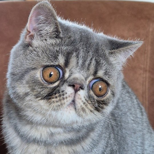 Voltaire Mâle Exotic Shorthair