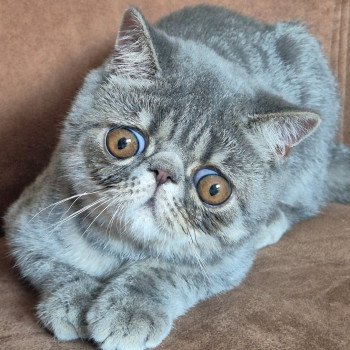 chaton Exotic Shorthair blue spotted tabby Voltaire Chatterie Katzarolli chaton Exotic Shorthair blue spotted tabby Voltaire Chatterie Katzarolli