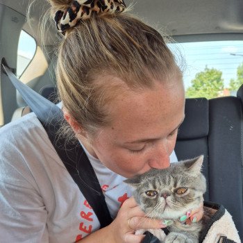 chaton Exotic Shorthair blue spotted tabby Voltaire Chatterie Katzarolli chaton Exotic Shorthair blue spotted tabby Voltaire Chatterie Katzarolli