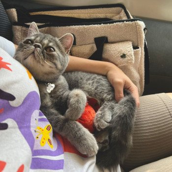 chaton Exotic Shorthair blue spotted tabby Voltaire Chatterie Katzarolli chaton Exotic Shorthair blue spotted tabby Voltaire Chatterie Katzarolli