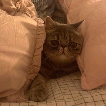 chaton Exotic Shorthair blue spotted tabby Voltaire Chatterie Katzarolli chaton Exotic Shorthair blue spotted tabby Voltaire Chatterie Katzarolli