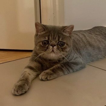 chaton Exotic Shorthair blue spotted tabby Voltaire Chatterie Katzarolli chaton Exotic Shorthair blue spotted tabby Voltaire Chatterie Katzarolli
