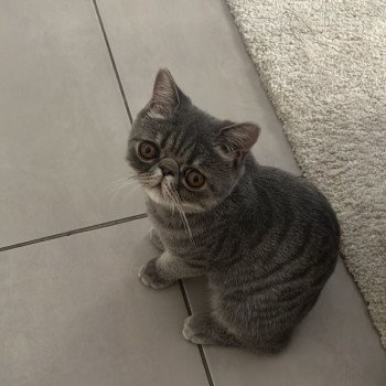 chaton Exotic Shorthair blue spotted tabby Voltaire Chatterie Katzarolli chaton Exotic Shorthair blue spotted tabby Voltaire Chatterie Katzarolli