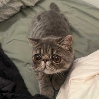 chaton Exotic Shorthair blue spotted tabby Voltaire Chatterie Katzarolli chaton Exotic Shorthair blue spotted tabby Voltaire Chatterie Katzarolli