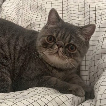 chaton Exotic Shorthair blue spotted tabby Voltaire Chatterie Katzarolli chaton Exotic Shorthair blue spotted tabby Voltaire Chatterie Katzarolli