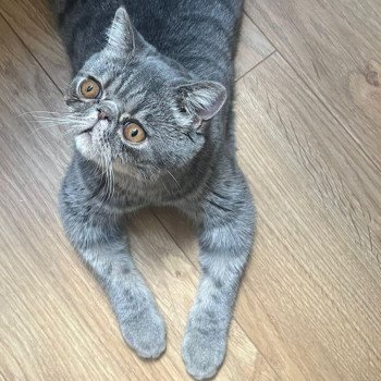 chaton Exotic Shorthair blue spotted tabby Voltaire Chatterie Katzarolli chaton Exotic Shorthair blue spotted tabby Voltaire Chatterie Katzarolli