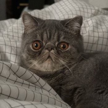 chaton Exotic Shorthair blue spotted tabby Voltaire Chatterie Katzarolli chaton Exotic Shorthair blue spotted tabby Voltaire Chatterie Katzarolli