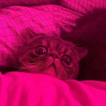 chaton Exotic Shorthair blue spotted tabby Voltaire Chatterie Katzarolli chaton Exotic Shorthair blue spotted tabby Voltaire Chatterie Katzarolli
