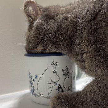 chaton Exotic Shorthair blue spotted tabby Voltaire Chatterie Katzarolli chaton Exotic Shorthair blue spotted tabby Voltaire Chatterie Katzarolli