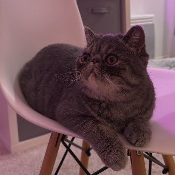 chaton Exotic Shorthair blue spotted tabby Voltaire Chatterie Katzarolli chaton Exotic Shorthair blue spotted tabby Voltaire Chatterie Katzarolli