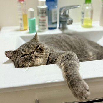 chaton Exotic Shorthair blue spotted tabby Voltaire Chatterie Katzarolli chaton Exotic Shorthair blue spotted tabby Voltaire Chatterie Katzarolli
