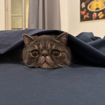 chaton Exotic Shorthair blue spotted tabby Voltaire Chatterie Katzarolli chaton Exotic Shorthair blue spotted tabby Voltaire Chatterie Katzarolli