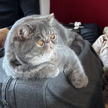 chaton Exotic Shorthair blue spotted tabby Voltaire Chatterie Katzarolli chaton Exotic Shorthair blue spotted tabby Voltaire Chatterie Katzarolli