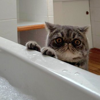 chaton Exotic Shorthair blue spotted tabby Voltaire Chatterie Katzarolli chaton Exotic Shorthair blue spotted tabby Voltaire Chatterie Katzarolli