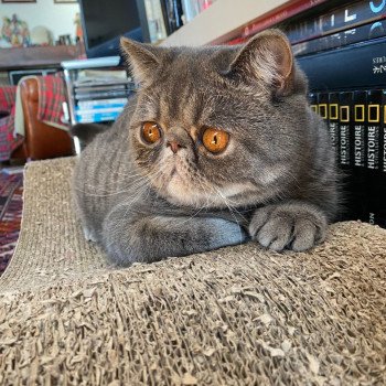 chaton Exotic Shorthair blue spotted tabby Voltaire Chatterie Katzarolli chaton Exotic Shorthair blue spotted tabby Voltaire Chatterie Katzarolli