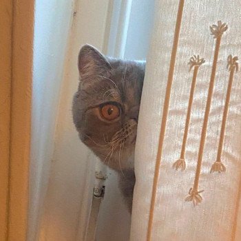 chaton Exotic Shorthair blue spotted tabby Voltaire Chatterie Katzarolli chaton Exotic Shorthair blue spotted tabby Voltaire Chatterie Katzarolli