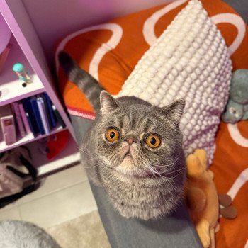 chaton Exotic Shorthair blue spotted tabby Voltaire Chatterie Katzarolli chaton Exotic Shorthair blue spotted tabby Voltaire Chatterie Katzarolli