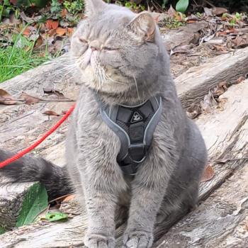 chaton Exotic Shorthair blue spotted tabby Voltaire Chatterie Katzarolli