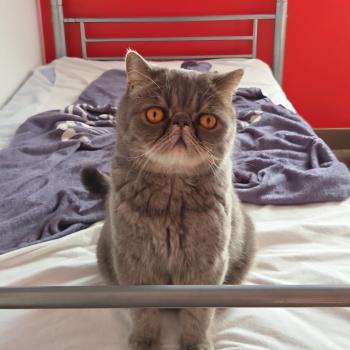 chaton Exotic Shorthair blue spotted tabby Voltaire Chatterie Katzarolli