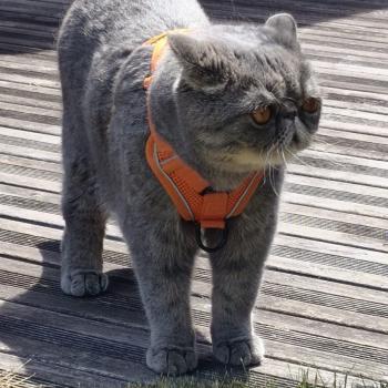 chaton Exotic Shorthair blue spotted tabby Voltaire Chatterie Katzarolli