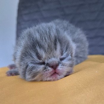 chaton Exotic Shorthair blue spotted tabby Chatterie Katzarolli