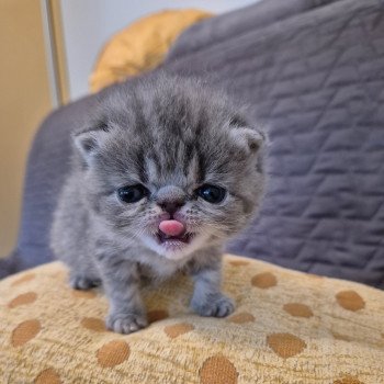 chaton Exotic Shorthair blue spotted tabby Voltaire Chatterie Katzarolli chaton Exotic Shorthair blue spotted tabby Voltaire Chatterie Katzarolli