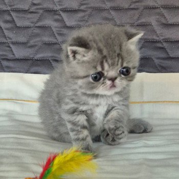 chaton Exotic Shorthair blue spotted tabby Voltaire Chatterie Katzarolli chaton Exotic Shorthair blue spotted tabby Voltaire Chatterie Katzarolli