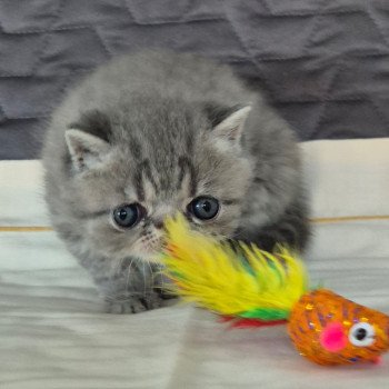 chaton Exotic Shorthair blue spotted tabby Voltaire Chatterie Katzarolli chaton Exotic Shorthair blue spotted tabby Voltaire Chatterie Katzarolli