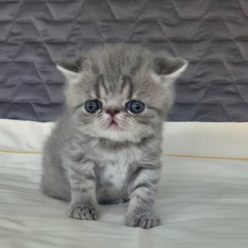 chaton Exotic Shorthair blue spotted tabby Voltaire Chatterie Katzarolli chaton Exotic Shorthair blue spotted tabby Voltaire Chatterie Katzarolli