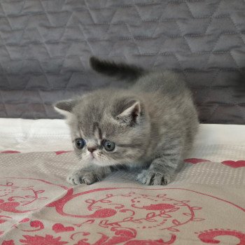 chaton Exotic Shorthair blue spotted tabby Voltaire Chatterie Katzarolli chaton Exotic Shorthair blue spotted tabby Voltaire Chatterie Katzarolli