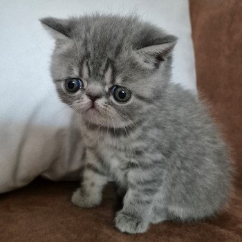 chaton Exotic Shorthair blue spotted tabby Voltaire Chatterie Katzarolli chaton Exotic Shorthair blue spotted tabby Voltaire Chatterie Katzarolli