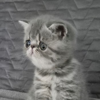 chaton Exotic Shorthair blue spotted tabby Voltaire Chatterie Katzarolli chaton Exotic Shorthair blue spotted tabby Voltaire Chatterie Katzarolli