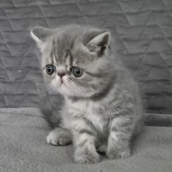 chaton Exotic Shorthair blue spotted tabby Voltaire Chatterie Katzarolli chaton Exotic Shorthair blue spotted tabby Voltaire Chatterie Katzarolli